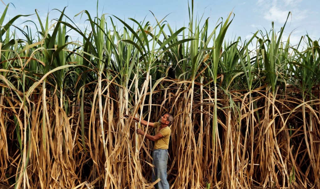 NITI Aayog Report: Will Sugarcane Farmers’ Hopes Be Fulfilled?