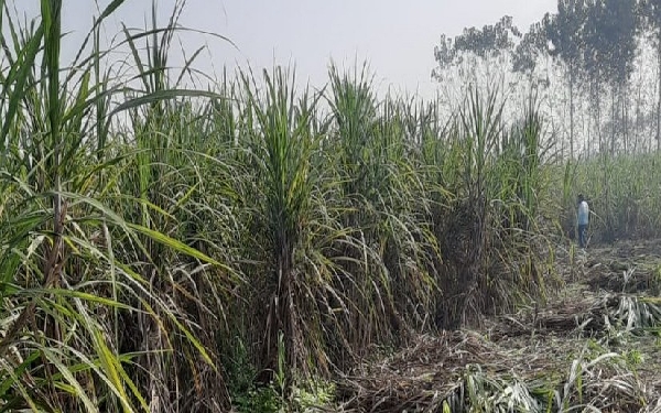 Sustainable Sugarcane Farming: Best Practices & Management