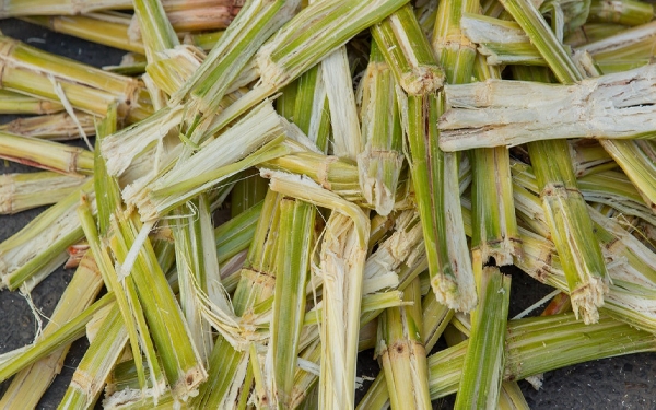 Benefits and Uses of Sugarcane Bagasse: A Sustainable Resource
